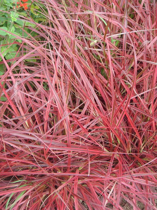 Pennisetum rubrum 'Fireworks' (2)